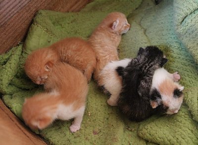 Five kittens at one week old