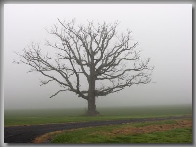 CRW_9837 Tree in the fog