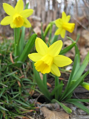IMG_1573 Little 'mini' daffodils