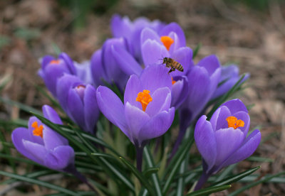 IMG_1560_ Crocus' and a surprise