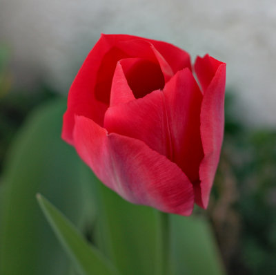 IMG_1700 Tulip