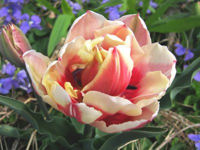 IMG_1603_  Tulip