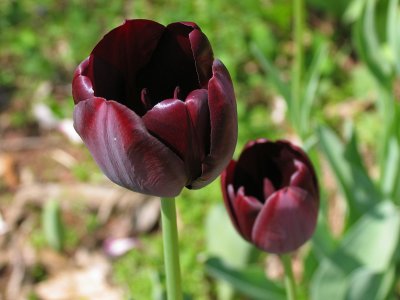 IMG_3150_ The 'black' tulip