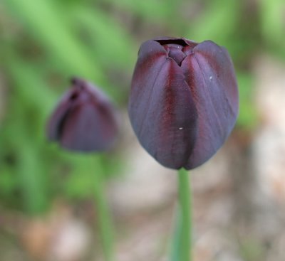 Black tulip 