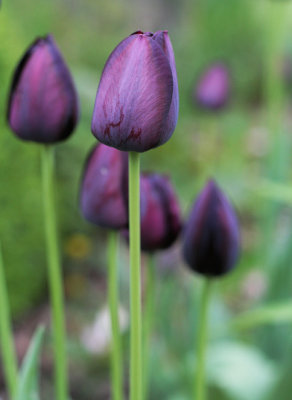 The black tulip . . .