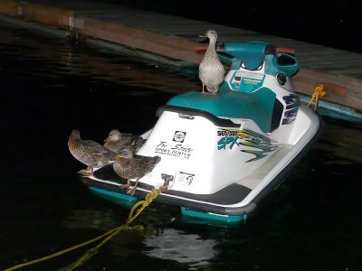 Ski-doo Ducks