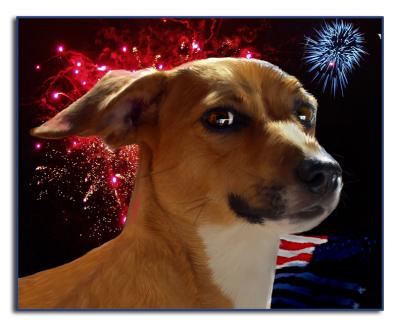 Patriotic Pup _ My Covergirl!