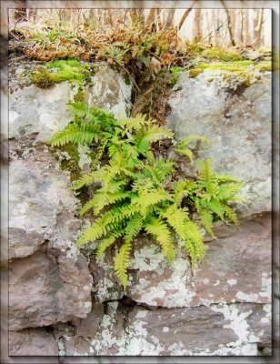 Fern Rock At Wangum Falls