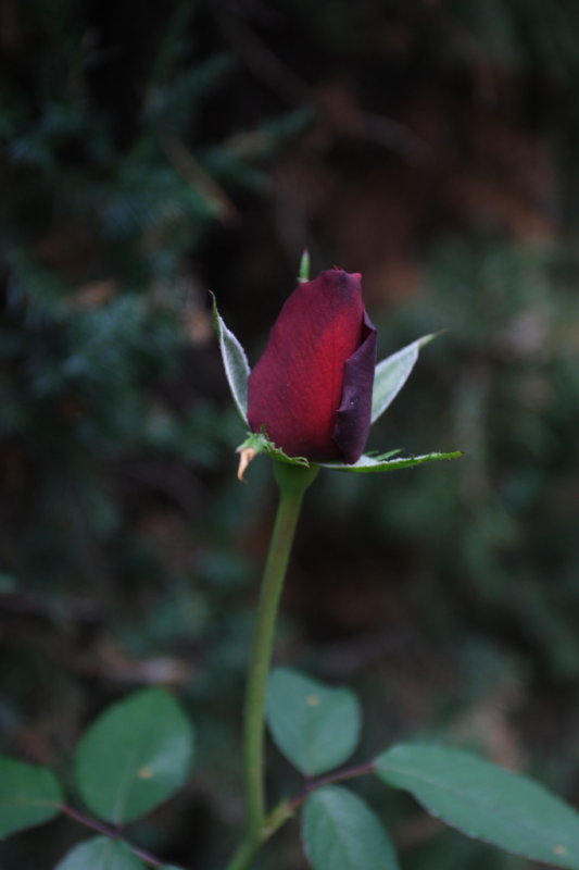 CRW_5024.JPG
