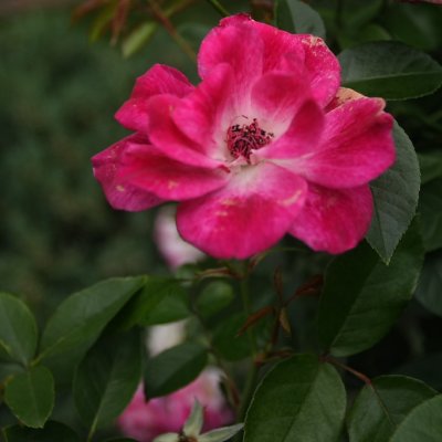 CRW_5015.JPG