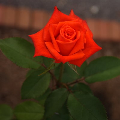 CRW_5016.JPG