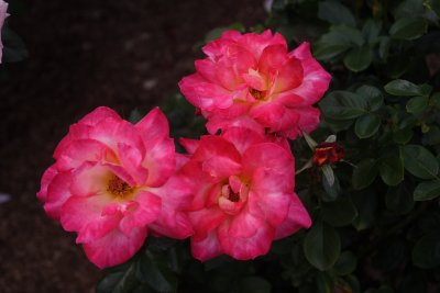 CRW_5017.JPG