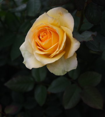 CRW_5019.JPG