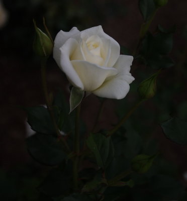 CRW_5021.JPG