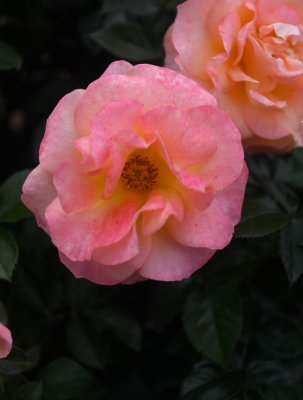 CRW_5022.JPG
