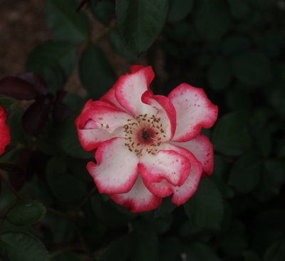 CRW_5023.JPG