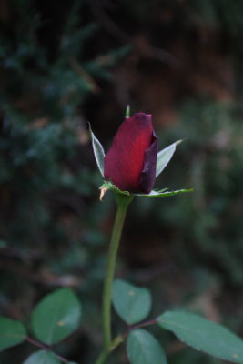 CRW_5024.JPG
