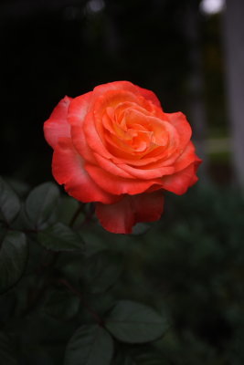 CRW_5026.JPG
