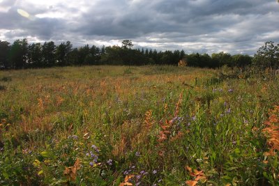 The Minnesota Landscape Arboretum