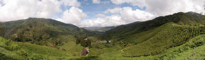 BOH Tea Plantation (Cameron Highlands, Malaysia)