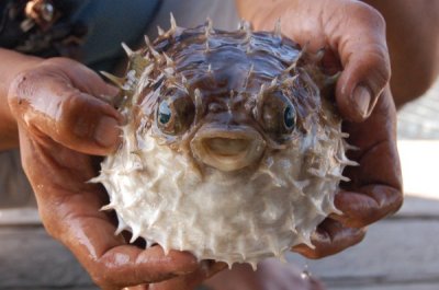 Krabi Floating Fish Farm