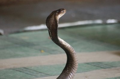 Penang Reptile Farm