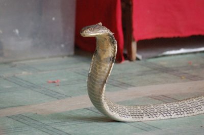 DSC_0979.jpg
