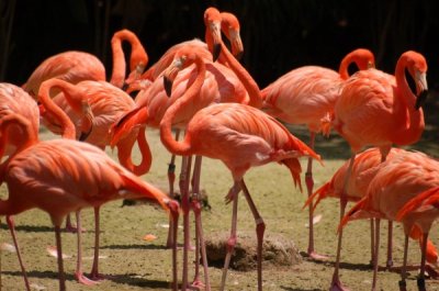 Flamingo Pool