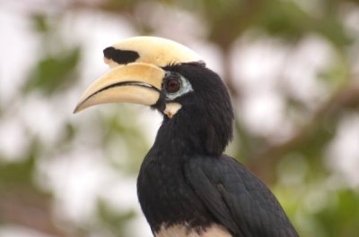 Hornbill Sanctuary