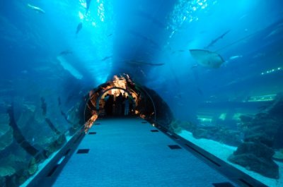 Dubai Aquarium Tunnel