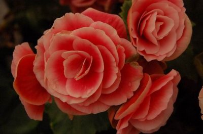 DSC_0612.JPG