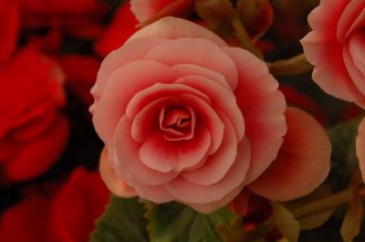 DSC_0613.JPG