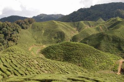 Cameron Bharat Tea Plantation