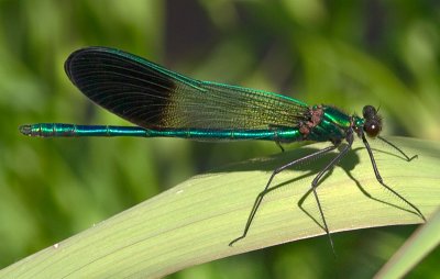 River Jewelwing Male