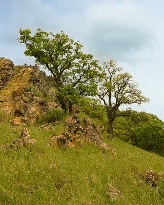 Rocks and Trees