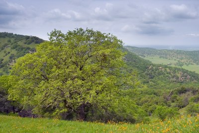 Fiddlenecks and Oaks