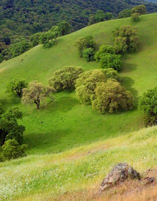 Green and Golden
