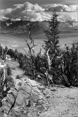 Bristlecones and High Sierra