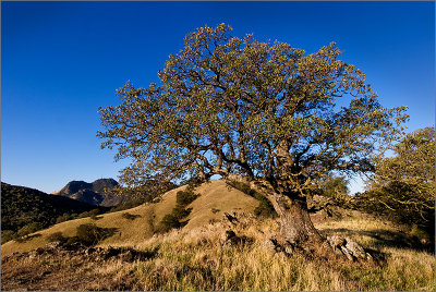 Spring Hill Tree