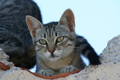 Sicilian Cats