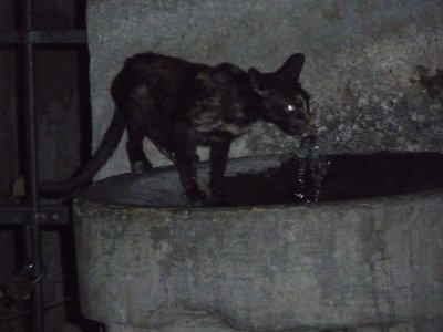 Sicilian Cats