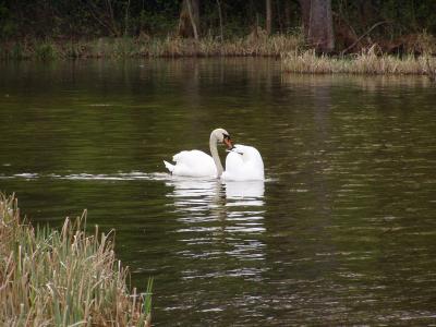 Krutynia River (lake District)