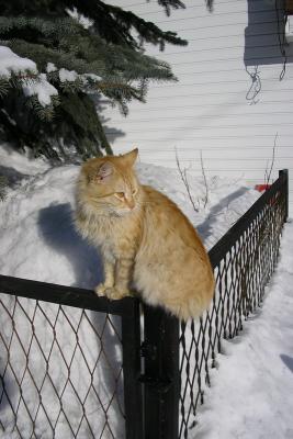 Cat