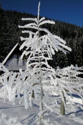 Frozen Tree