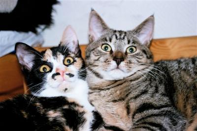 Figa & Tiger