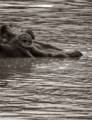 Sabi Sands Safari, November 2007