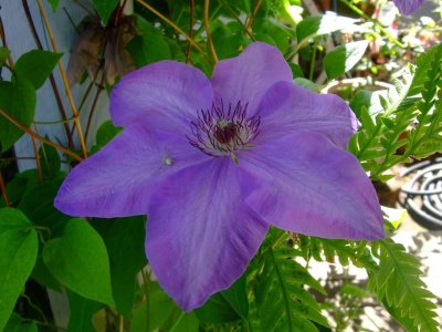 Clematis May 2009