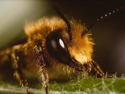 Bumble Bee (02).jpg