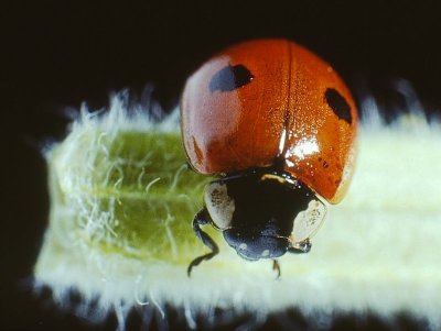 Ladybird Beetle (0001).jpg