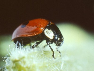 Ladybird Beetle (0003).jpg